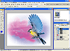Adobe Photoshop Elements 2.0 ���{���