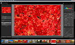 「Adobe Photoshop Lightroom 2」 画面写真